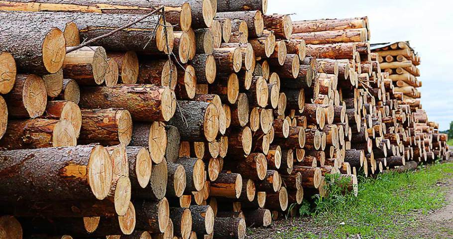 Описание основных хвойных пород древесины